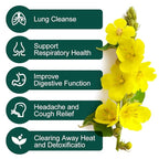 Mullein Leaf Tea Bags - Lungs Cleanse and Respiratory Support, Herbal Teas, Caffeine Free, 40 Tea Bags