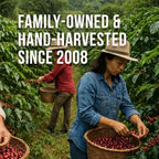 Don Memo Dark Roast Ground Coffee 12 oz – Single-Origin Honduran Arabica, Small Batch, Bold & Smooth