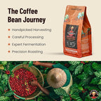 Robusta Whole Bean Coffee - Saigondan Adventure | Light Espresso Roast | 100% Robusta | Vietnamese Coffee | Roasted in Small Batch | Smooth & Naturally Sweet | Direct Trade | No Preservatives | 12 Oz