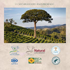 ORFEU - Special Coffee Classic Drip Sachet - 100% Arabica Coffee, Medium Roasted, Aroma of Floral, Fruity & Caramel, Balanced Acidity, Made In Brazil, Soft with Velvety Structure - 10 units, 100g