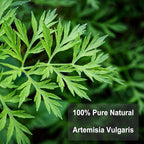 TEARELAE - Mugwort Tea - 2g x 30 Count - 100% Pure Natural Dried Herbs - Premium Mugwort Herb Dried - Non-GMO - Sulfur-free