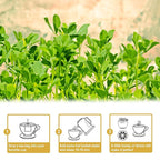 TEARELAE - Fenugreek Tea Bag - 3g x 50 Count - Premium Natural Fenugreek Seed Tea - Non-GMO - Caffeine-free - Support Digestion & Improve Heart Health