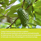 Samcci - Soursop Leaves Tea Bags, 40Teabags, 1.5g/bag, 100% Pure Sour Sop Graviola leaves Tea - Hojas De Guanabana Tea - Improve Digestion - Promotes Skin Health - Non-GMO - Caffeine-Free