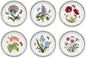 Portmeirion Botanic Garden 8.5" Salad Plates - Set of 6 | Assorted Floral Motifs | Fine Earthenware | Chip Resistant Glaze | Dishwasher, Microwave, Freezer, Oven Safe | Made in England