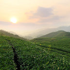BAMATEA Tieguanyin Oolong Tea Loose Leaf Chinese Loose Leaf Oolong Tea Tie Guan Yin Tea Iron Goddess Oolong Tea from Anxi High Mountain 66g