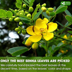 FreshDrinkUS, Premium 135 Senna Leaf Tea Bags, 100% Natural & Pure from Senna Leaves. Loose Leaf Senna Herbal Tea, Made with Natural Material Tea Bags. No Sugar, No Caffeine, No Gluten, Vegan.