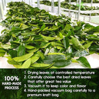 FreshDrinkUS, Premium 30+ Soursop Graviola Dried Leaves, Natural Whole Soursop Leaves, Wildcrafted, Hoja Guanabana, Loose Leaf Herbal Tea, No Gluten, Vegan