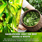FreshDrinkUS, Premium 40 Tea Bags Soursop Green Tea, 100% Natural & Proprietary Blend from Soursop Leaves and Green Tea. Smooth Flavor. Made with Eco-Conscious Tea Bags. No Additives No Sugar, Vegan.