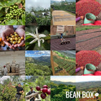 Blue Orchid - Roasted by Huckleberry Roasters - Whole Bean Coffee - 2 Pound Bag