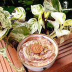 Lotus Flower Tea Bloom Flowering Teas, Dried Whole Blooming Tea Flowers, Blue Dried Flowers Flor De Loto, Delicious Intense Flavor, No Caffeine, Low Calorie (4 Flower Blooms)
