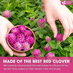 FreshDrinkUS, Premium Red Clover Herbal Tea– 55 Tea Bags – Pure – Naturally Smooth & Mild Flavor – Premium Quality, Eco-Conscious Packaging. Caffeine-Free. Gluten Free. Vegan