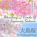 YAMASAN KYOTO UJI Sakura Latte -Creamy and Aromatic Foam- Using Japanese Cherry Blossom 100%, Made in Japan,Sold by Japanese company, 100g(3.5oz)