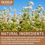 Olvvla - Himalayan Tartary Buckwheat - 8oz/227g - Premium Roasted Buckwheat Tea - Gluten-Free - Caffeine Free - Rich Aroma of Roasted Buckwheat