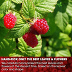 FreshDrinkUS, 75 Bags Premium Raspberry Leaf Teawith Chamomile Flavor, Eases Menstrual Cramps & Supports Healthy Pregnancy, Naturally, Caffeine-Free, Sugar Free, Vegan