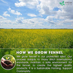 FreshDrinkUS, Premium 135 Fennel Tea Bags, 100% Natural & Pure from Fennel Seeds. Fennel Seed Herbal Tea. Fennel Seed Tea. Made with Natural Material Tea Bags. No Sugar, No Caffeine, No Gluten, Vegan.