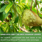 FreshDrinkUS, Premium 275+ Soursop Graviola Whole Dried Leaves Tea, 275-300 Soursop Graviola Guanabana Whole Leaves, Wildcrafted, Hoja Guanabana Loose Leaf Herbal Tea, No Gluten, Vegan