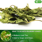 FreshDrinkUS, Permium 8oz Mulberry Leaves, 100% Natural & Pure from Mulberry Leaves, Mulberry Leaf Tea, Mulberry Loose Leaf Herbal Tea, No Additives, No Caffeine, Vegan