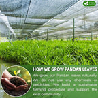 FreshDrinkUS, Premium 55 Pandan Leaf Tea Bags, 100% Natural & Pure from Pandan Leaves. Loose Leaf Pandan Herbal Tea. Made with Natural Material Tea Bags. No Sugar, No Caffeine, No Gluten, Vegan.