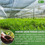 FreshDrinkUS, Premium 2oz Natural Pandan Leaves Dried, 100% Pure Dried Pandan Leaves, Pandan Leaf Tea, No Additives, No Caffeine, Vegan (2 oz Dried Leaves)