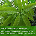 FreshDrinkUS, Premium 140+ Mango Whole Leaves Dried, 100% Natural & Pure from Dried Mango Leaves, Mango Leaf Tea, No Additives, No Caffeine, Vegan