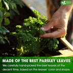FreshDrinkUS, Premium 15 Parsley Leaf Tea Bags, 100% Natural & Pure from Parsley Leaves. Loose Leaf Parsley Herbal Tea. Made with Natural Material Tea Bags. No Sugar, No Caffeine, No Gluten, Vegan.