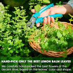FreshDrinkUS, Premium 120 Lemon Balm Leaf Tea Bags, 100% Natural & Pure from Lemon Balm Leaves. Loose Leaf Lemon Balm Herbal Tea. Lemon Balm Leaf Tea. No Sugar, No Caffeine, No Gluten, Vegan. Lemon Balm Tea