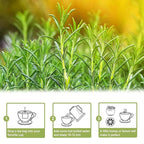 TEARELAE - Rosemary Tea - 1.5g x 50 Count - 100% Pure Rosemary Leaves Tea Bag - Country of Origin Egypt - Aid Digestion & Support Respiratory Health