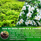 FreshDrinkUS, Premium 40 Jasmine Green Tea Bags, 100% Natural & Pure from Jasmine Green Tea. Jasmine Green Herbal Tea. Made with Natural Material Tea Bags. No Sugar, No Gluten, Vegan.