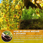 FreshDrinkUS, Premium 75 Mullein Licorice Tea Bags, 100% Natural, Blend of Mullein Leaves, and Licorice Root. Made with Natural Material Tea Bags. No Sugar, Vegan.