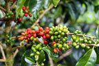 Colombian Specialty Pink Bourbon Coffee Whole Bean Medium Roast Arabica Gourmet Fresh Roasted Single Origin Premium Low Acid Exotic Notes Rich Aroma Smooth Flavor High Altitude Gift Ready 8.8oz 250g