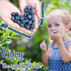 Freeze Dried Blueberry Powder - Kiigfood 6 oz/170g Natural Blueberry Powder Fruit Powder, Organic Blueberry Extract for Smoothie, Drinks, Baking, Cakes Decoration - Vegan, Non-GMO, Gluten-Free