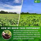 FreshDrinkUS, Premium Tulsi Peppermint Herbal Tea – 135 Tea Bags, 100% Natural, Blend of Tulsi Holy Basil Leaves, and Peppermint Leaves. Made with Natural Material Tea Bags. No Sugar, Vegan.