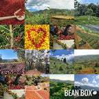 Uganda Sipi Natural - Roasted by Huckleberry Roasters - Whole Bean Coffee - 2 Pound Bag