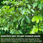 40 Premium Soursop Graviola Leaf Tea Bags, 100% Natural and Pure from Soursop Leaves, Handmade, Made With Natural Materials-Corn Fiber Tea Bag, Sugar/Caffeine/Gluten Free, Hoja Guanabana Tea