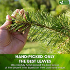 FreshDrinkUS, Pine Needle Tea Bags – 75 Tea Bags, Naturally Caffeine-Free, Refreshing Herbal Tea, Wild-Harvested Pine Leaves, Aromatic and Soothing – Non-GMO & Eco-Friendly Packaging