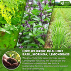 FreshDrinkUS, Premium 75 Tea Bags Tulsi Moringa Lemongrass, 100% Natural & Pure from Tulsi Holy Basil Leaves, Moringa & Lemongrass. Made with Natural Material Tea Bags. No Sugar, No Caffeine, Vegan.