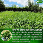 FreshDrinkUS, Premium 75 Nettle Leaf Tea Bags, 100% Natural & Pure from Nettle Leaves. Loose Leaf Nettle Herbal Tea. Nettle Leaf Tea. No Sugar, No Caffeine, No Gluten, Vegan.