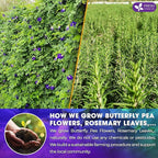 FreshDrinkUS, Clarity Calm Butterfly Pea Flower Tea – 60 Tea Bags Herbal Blend of Butterfly Pea Flower, Rosemary, Moringa, Lemongrass & Licorice Root – Caffeine-Free. Sugar-Free. Gluten-Free. Vegan