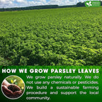 FreshDrinkUS, Premium 15 Parsley Leaf Tea Bags, 100% Natural & Pure from Parsley Leaves. Loose Leaf Parsley Herbal Tea. Made with Natural Material Tea Bags. No Sugar, No Caffeine, No Gluten, Vegan.