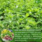 FreshDrinkUS, Premium 120 Spearmint Tea Bags, 100% Natural & Pure from Spearmint Leaves. Loose Leaf Spearmint Herbal Tea. Made with Natural Material Tea Bags. No Sugar, No Caffeine, No Gluten, Vegan.