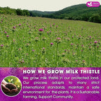 FreshDrinkUS, Premium 135 Milk Thistle Tea Bags, 100% Natural & Pure from Milk Thistle Seeds. Milk Thistle Seed Herbal Tea. Made with Natural Material Tea Bags. No Sugar, No Caffeine, No Gluten, Vegan.