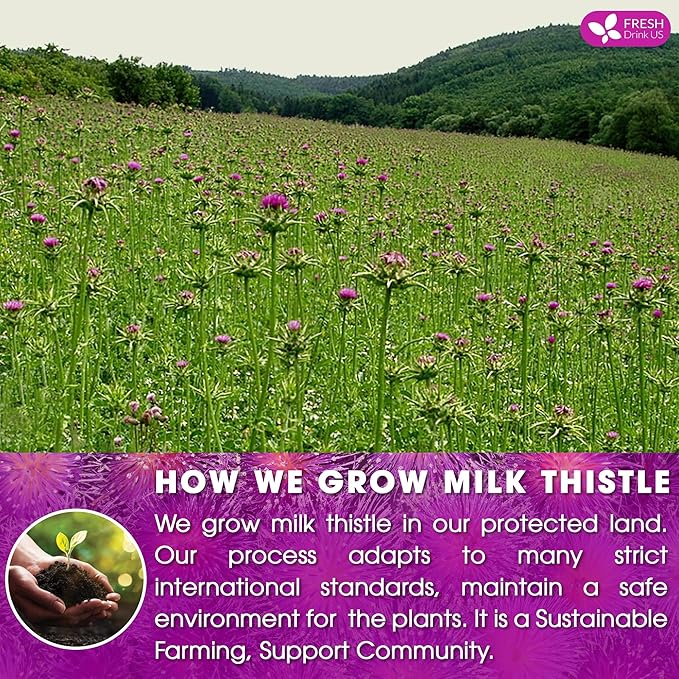 FreshDrinkUS, Premium 135 Milk Thistle Tea Bags, 100% Natural & Pure from Milk Thistle Seeds. Milk Thistle Seed Herbal Tea. Made with Natural Material Tea Bags. No Sugar, No Caffeine, No Gluten, Vegan.