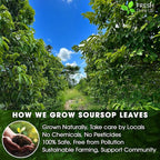40 Premium Soursop Graviola Leaf Tea Bags, 100% Natural and Pure from Soursop Leaves, Handmade, Made With Natural Materials-Corn Fiber Tea Bag, Sugar/Caffeine/Gluten Free, Hoja Guanabana Tea