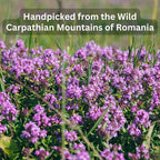 Wild Bliss Organic Wild Thyme Tea - Caffeine Free Respiratory Herbal Support - Pharmacopoeia Potency - 20 Plant Based Tea Bags