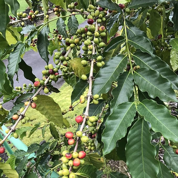 River Moon Coffee, Kona Coffee Whole Bean, Medium Roast, 5 lbs, Kona Waves Hawaiian Blend, Sustainably Farmed, 100% Arabica