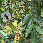 River Moon Coffee, Kona Coffee Whole Bean, Medium Roast, 2 lbs, Kona Waves Hawaiian Blend, Sustainably Farmed, 100% Arabica