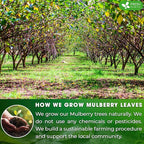 FreshDrinkUS, Permium 2oz Mulberry Leaves, 100% Natural & Pure from Mulberry Leaves, Mulberry Leaf Tea, Mulberry Loose Leaf Herbal Tea, No Additives, No Caffeine, Vegan