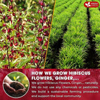 FreshDrinkUS, 60 Tea Bags Super Hibiscus Heart Blend– Herbal Tea with Hibiscus Flower, Ginger, Cinnamon Stick, Lemongrass & Rose Hip – Naturally Caffeine-Free, Sugar-Free, Vegan