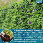 FreshDrinkUS, Premium 35 Butterfly Pea Tea Bags, 100% Natural and Pure from Butterfly Pea Flowers, Hand-made, Made With Natural Materials-Corn Fiber Tea Bag, Sugar/Caffeine/Gluten Free, Vegan