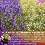 FreshDrinkUS, Premium 60 Chamomile Lavender Tea Bags, Calming Herbal Blend Strong Support for Relaxation & Better Sleep | Naturally Caffeine-Free Bedtime Tea with Soothing Floral Aroma, 100% Natural, Hand-made No Sugar/ Caffeine/ Gluten, Vegan